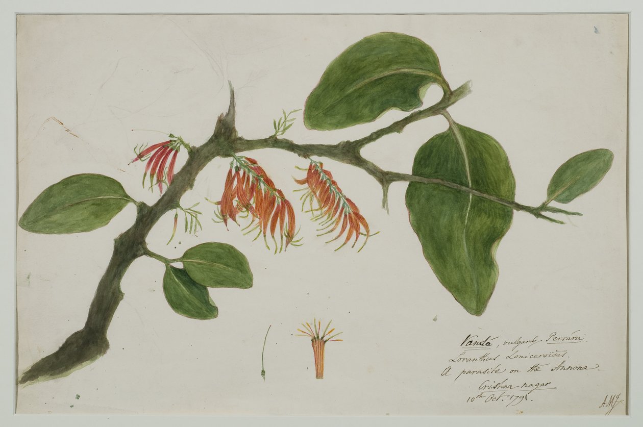 Dendrophthoe falcata (jmelí oranžové), 1785 (wc na papíře) od Anna Maria Jones