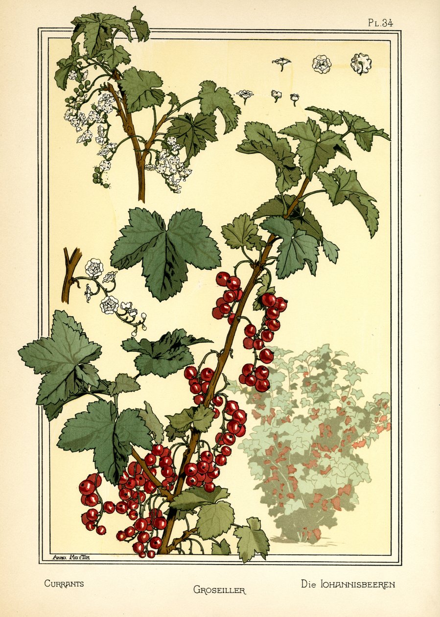Rybíz od Anna Martin