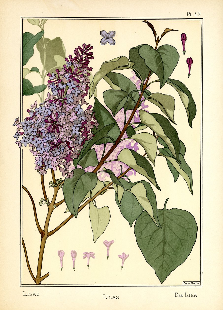 Lilas od Anna Martin
