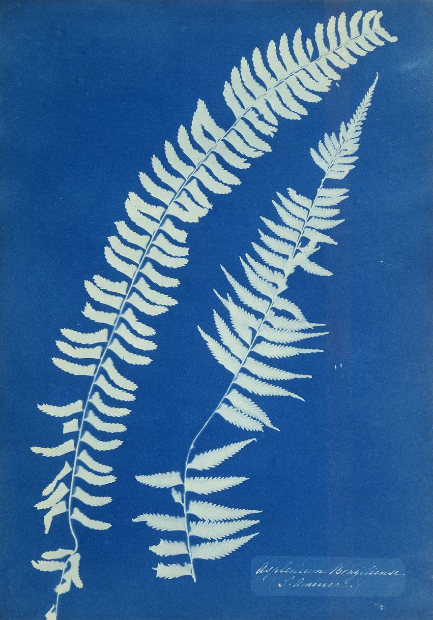 Asplenium Braziliense, Jižní Amerika, kolem roku 1850 od Anna Atkins