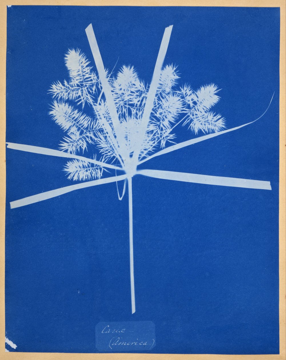 Carix (Amerika) od Anna Atkins