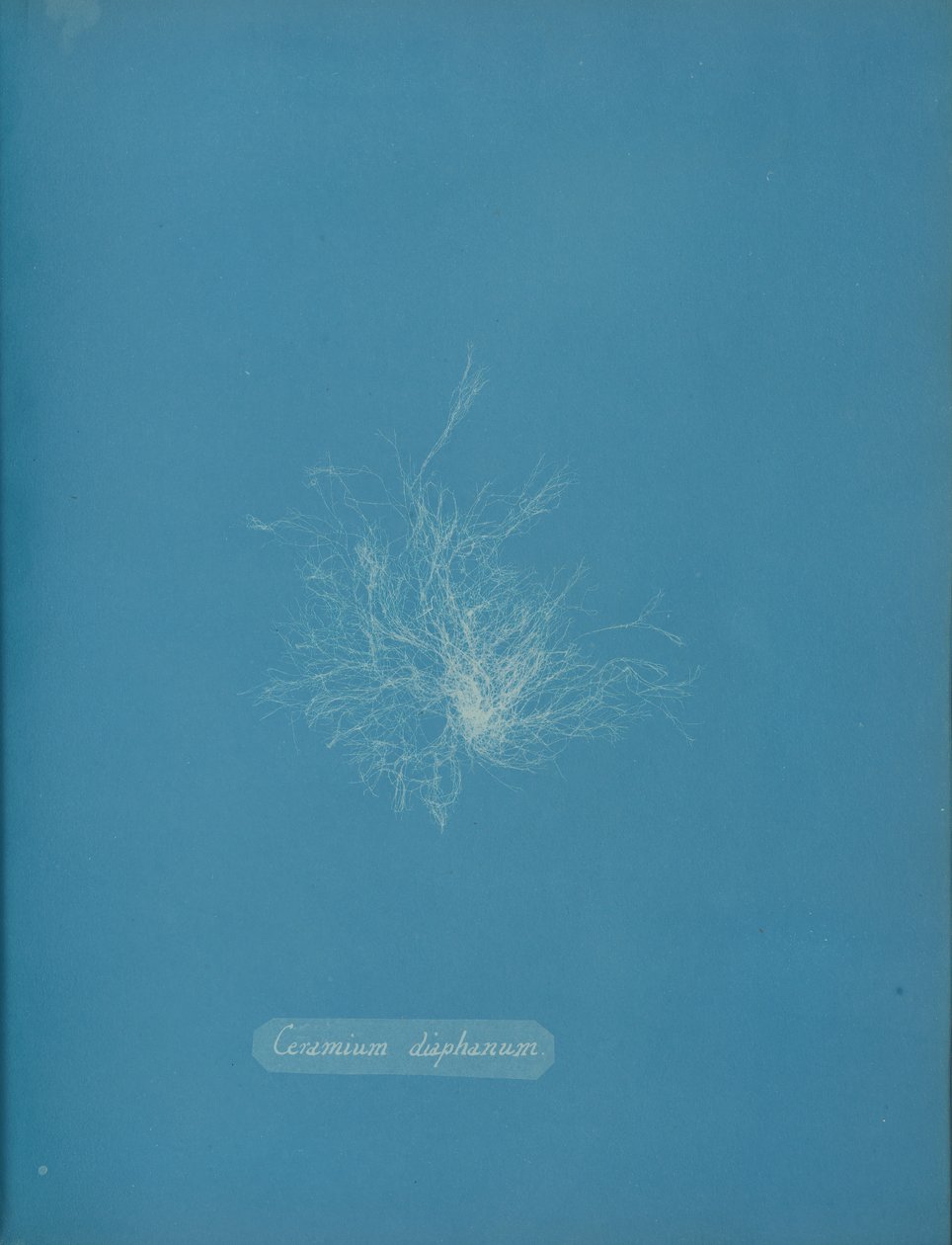 Transparentní keramika, ca. 1853 od Anna Atkins