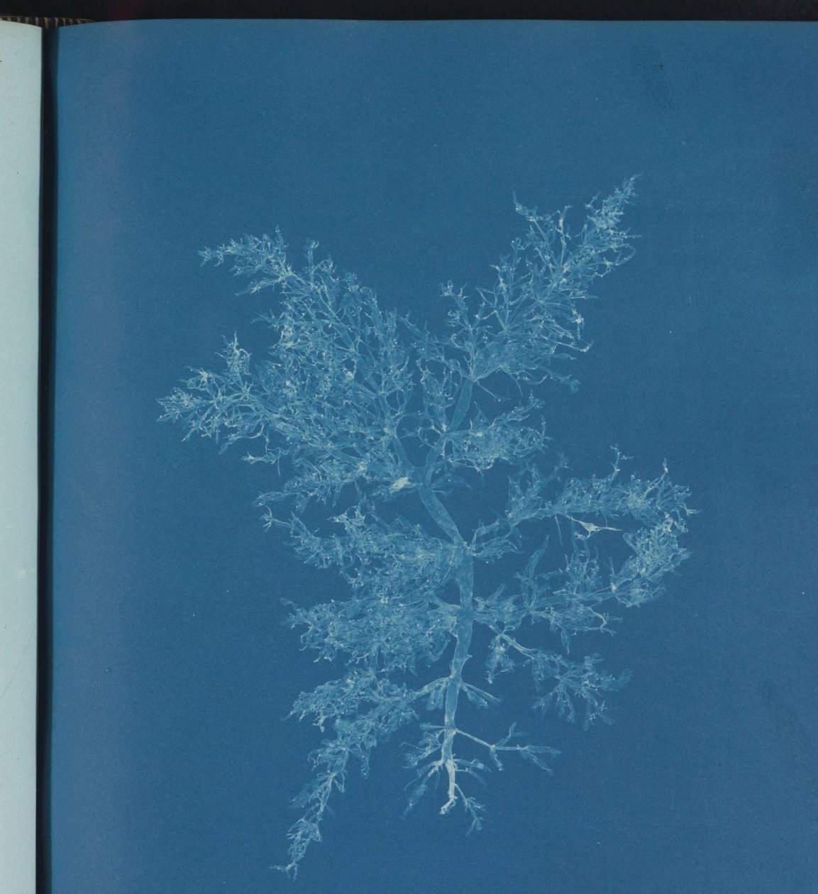 Chylocladia kaliformis od Anna Atkins