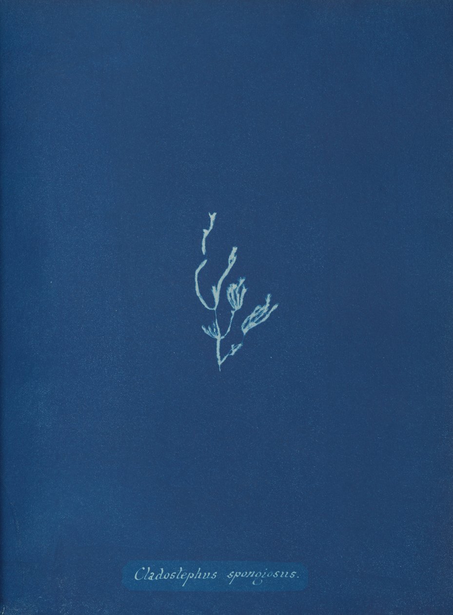 Cladostephus spongiosus, ca. 1853 od Anna Atkins