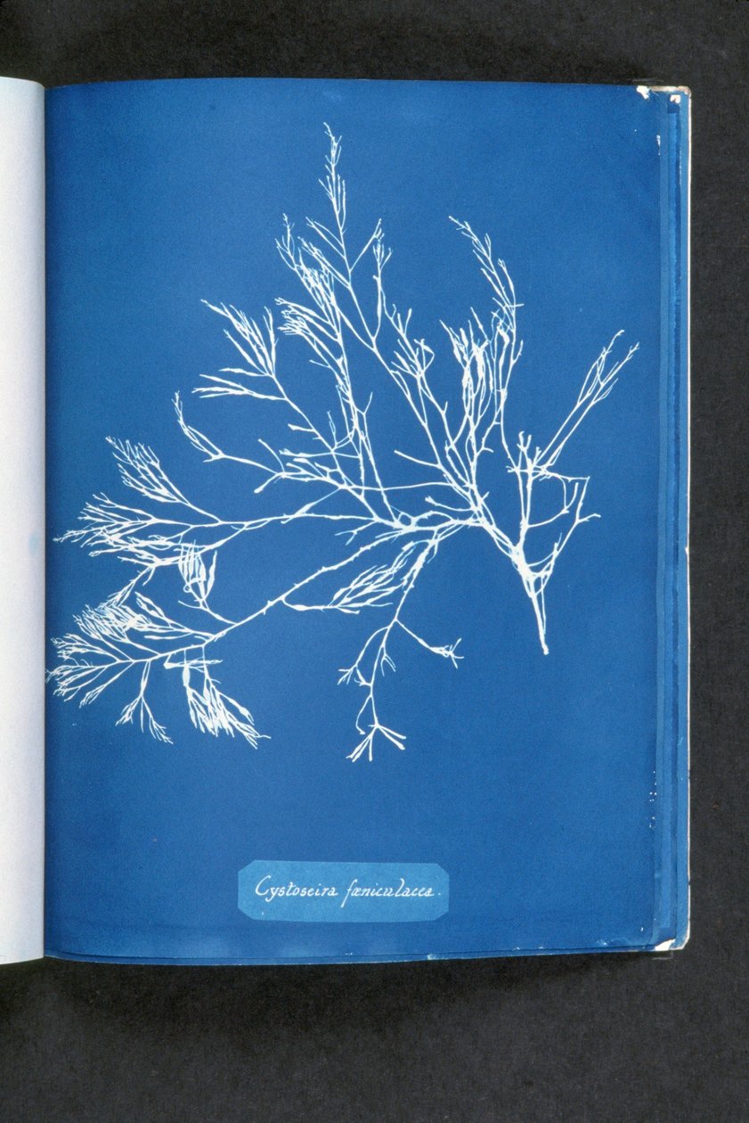 Cystoseira foeniculacea, z „Photographs of British Algae: Cyanotype Impressions“, publikované 1843-53 od Anna Atkins