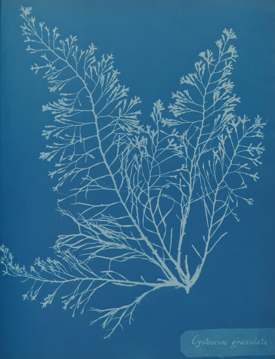 Cystoseira granulata, ca. 1853. od Anna Atkins