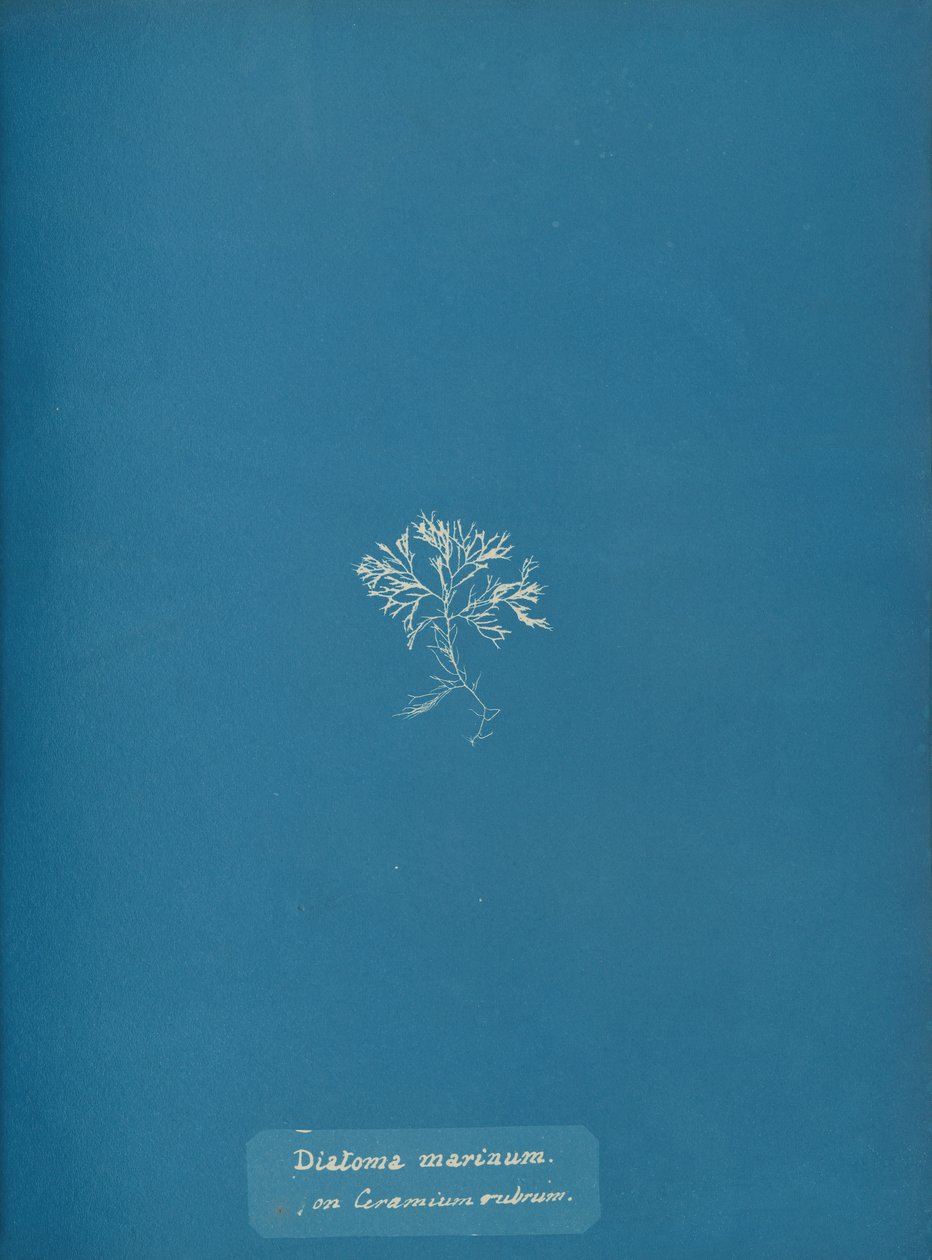 Mořské rozsivky na Ceramium rubrum, ca. 1853 od Anna Atkins