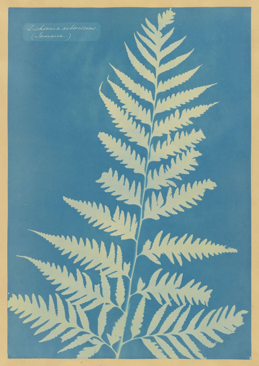 Dicksonia arborescens, Jamajka od Anna Atkins