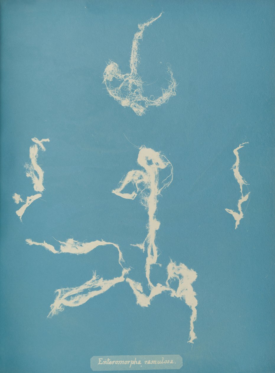 Enteromorpha ramulosa, ca. 1853 od Anna Atkins