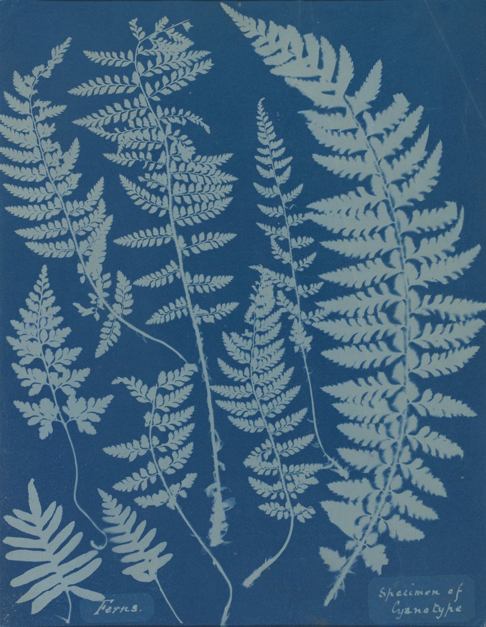 Kapradiny. Vzorek kyanotypie od Anna Atkins