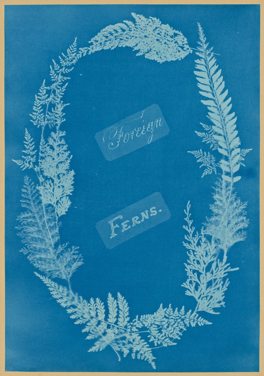 Cizí kapradiny od Anna Atkins