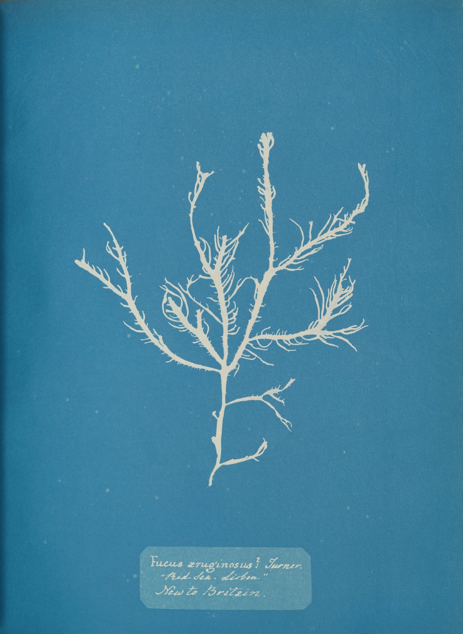 Fucus aeruginosus Turner. S. Moře Lisabon Nově do Británie., cca. 1853. od Anna Atkins