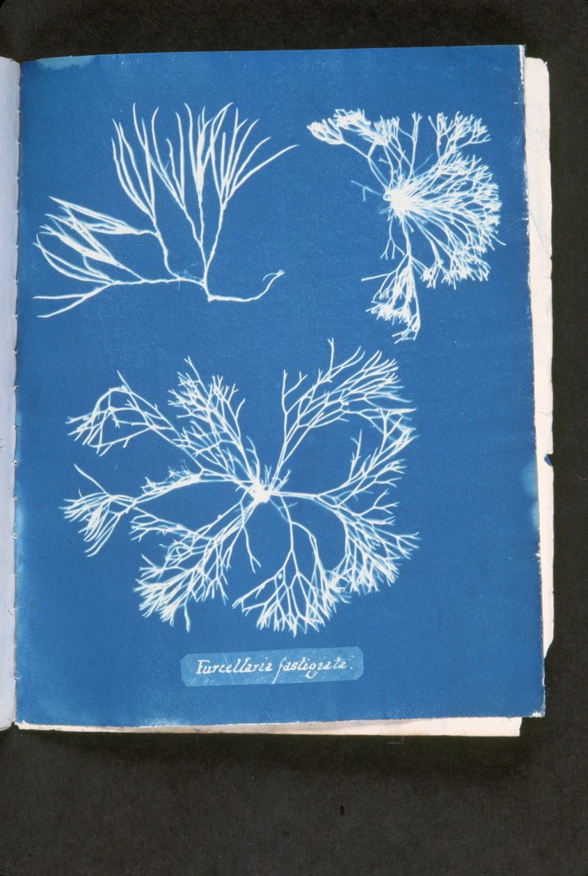 Furcelleria fastigiata, z 