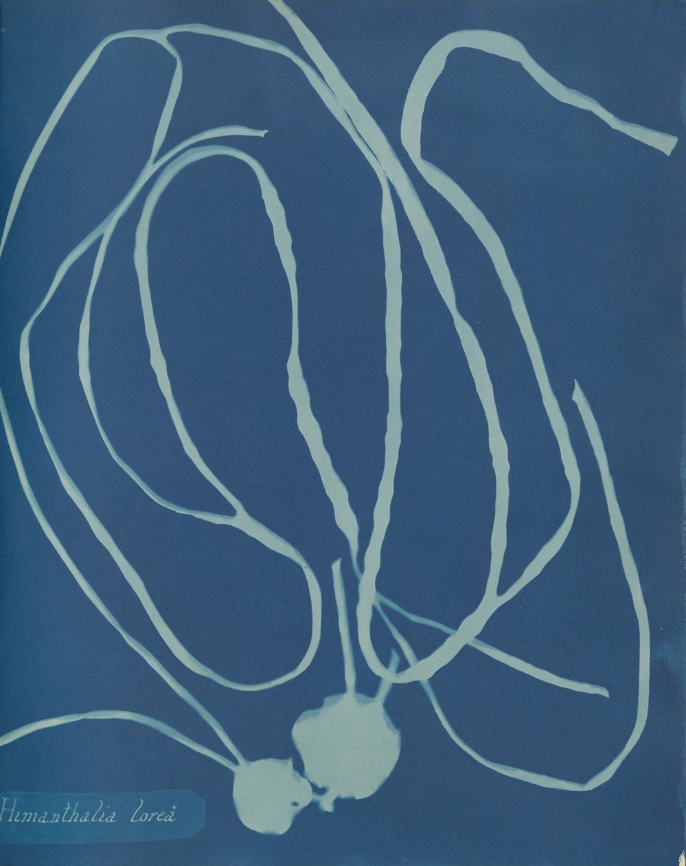 květ himantálie, ca. 1853 od Anna Atkins
