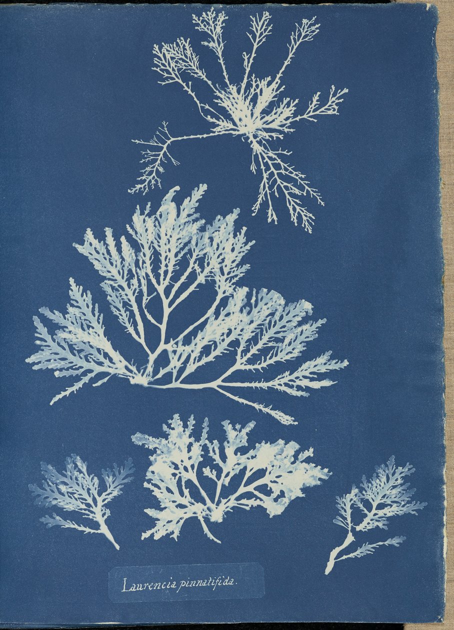 Laurencia pinnatifida od Anna Atkins