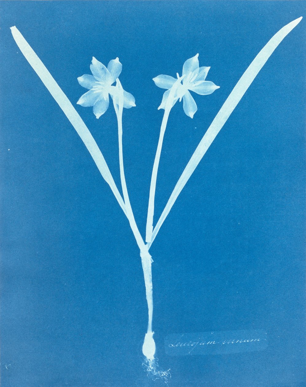 Leucojam Varium od Anny Atkinsové od Anna Atkins