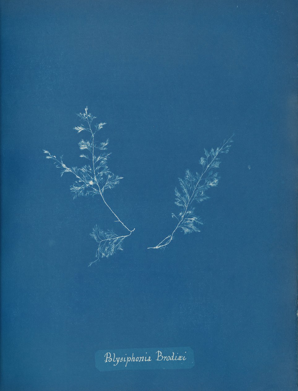 Brodieho Polysiphonia, ca. 1853 od Anna Atkins