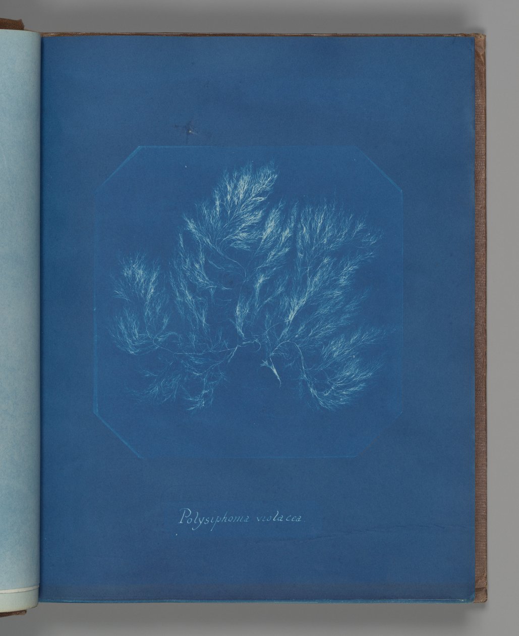Polysiphonia violacea od Anna Atkins