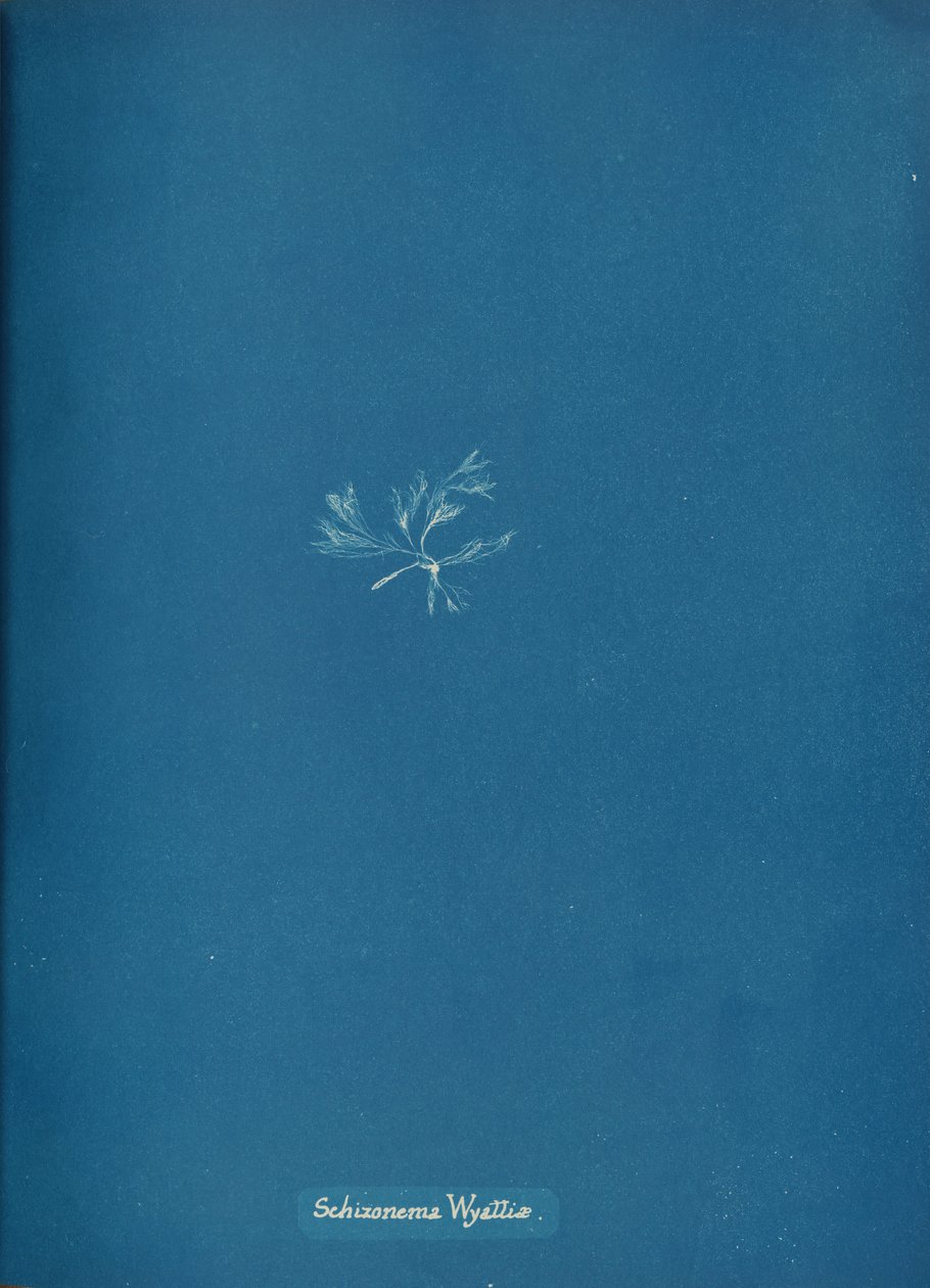 Schizonema Wyattiæ, ca. 1853. od Anna Atkins