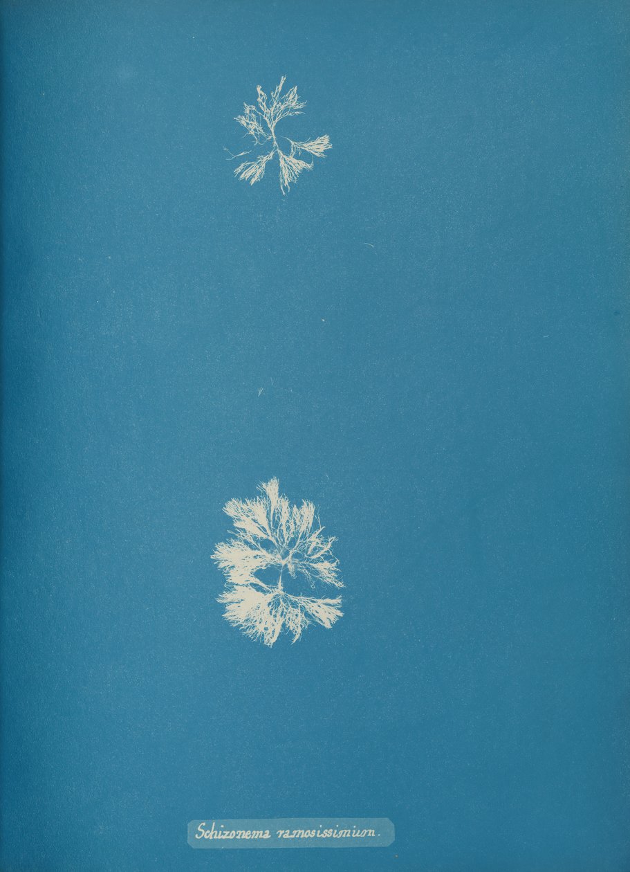 Schizonema ramosissimus, ca. 1853 od Anna Atkins