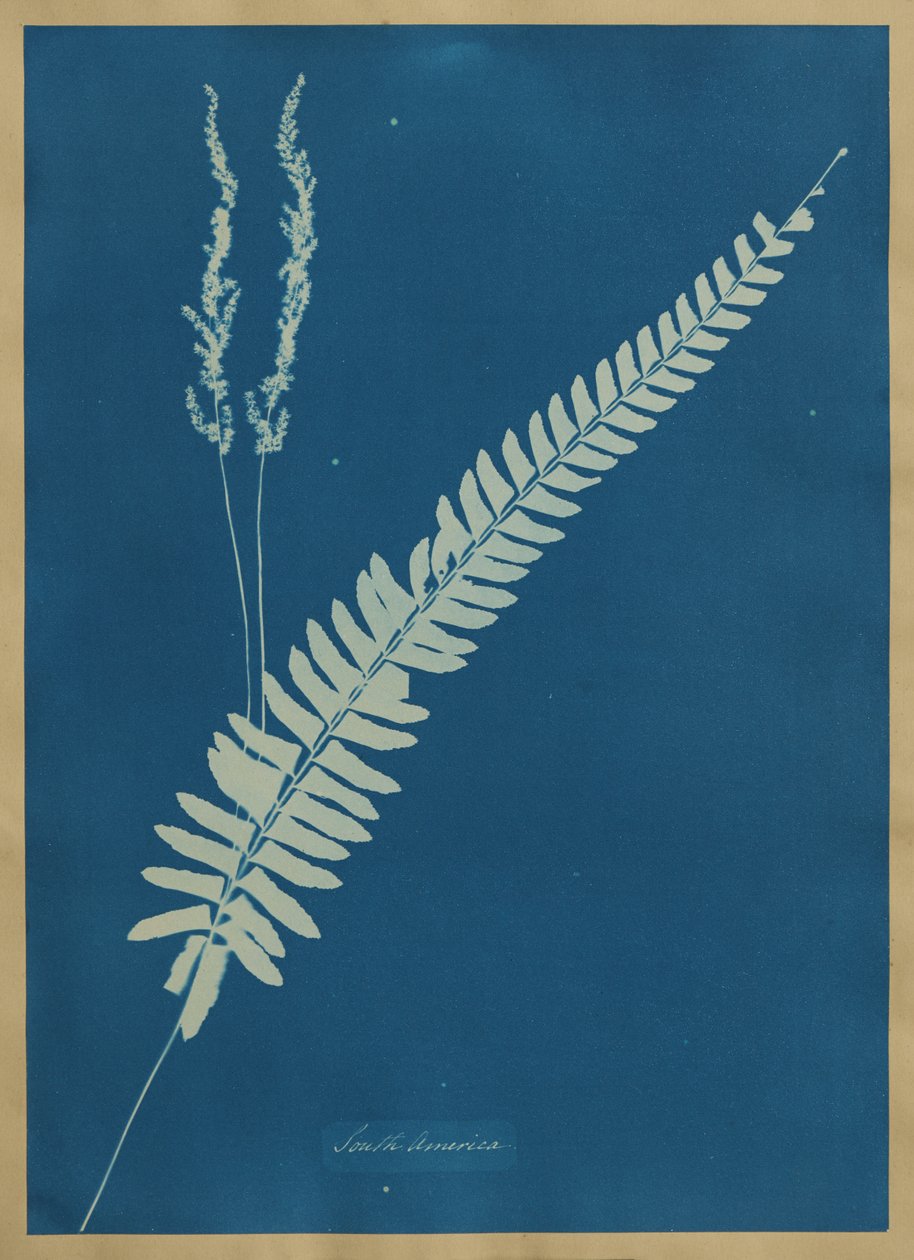 Jižní Amerika od Anna Atkins