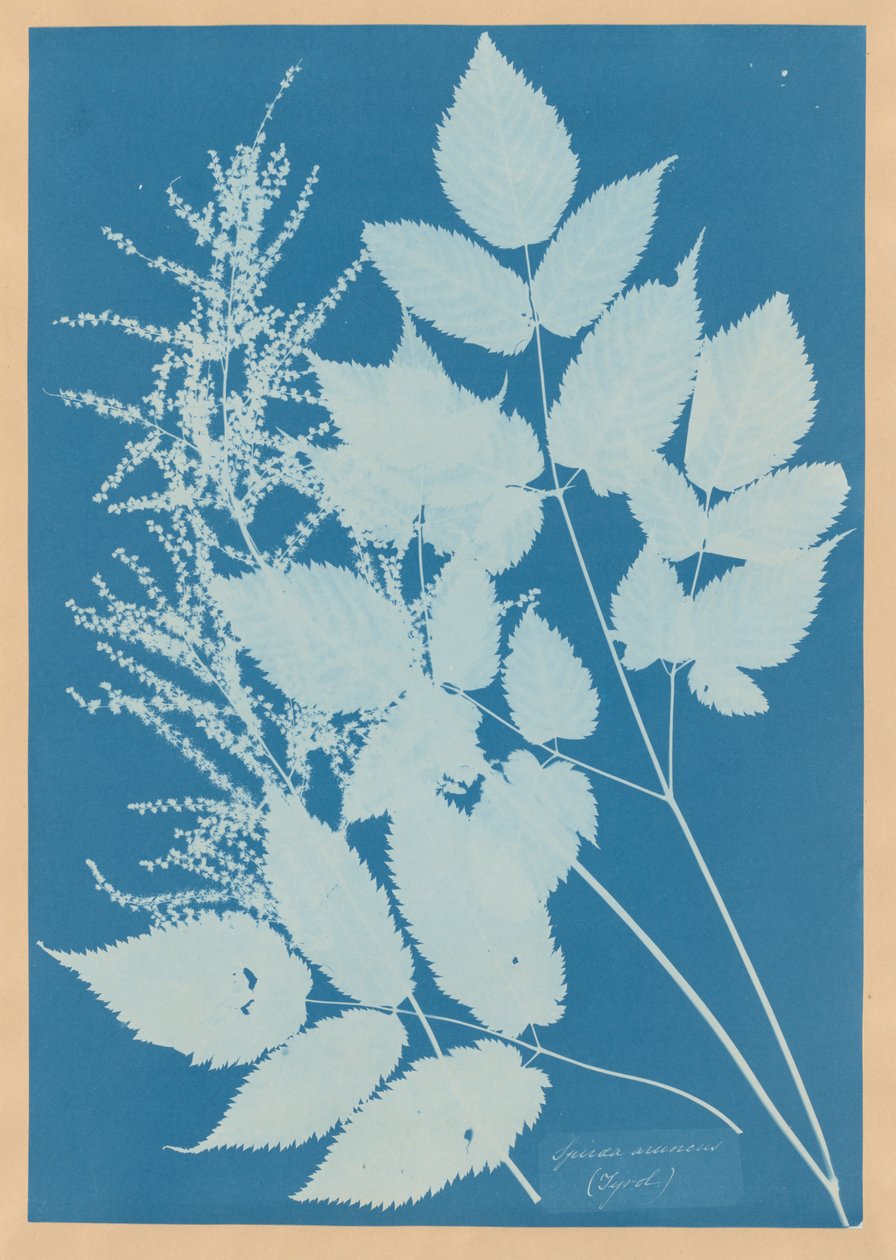 Spiraea aruncus (Tyrolsko) od Anna Atkins