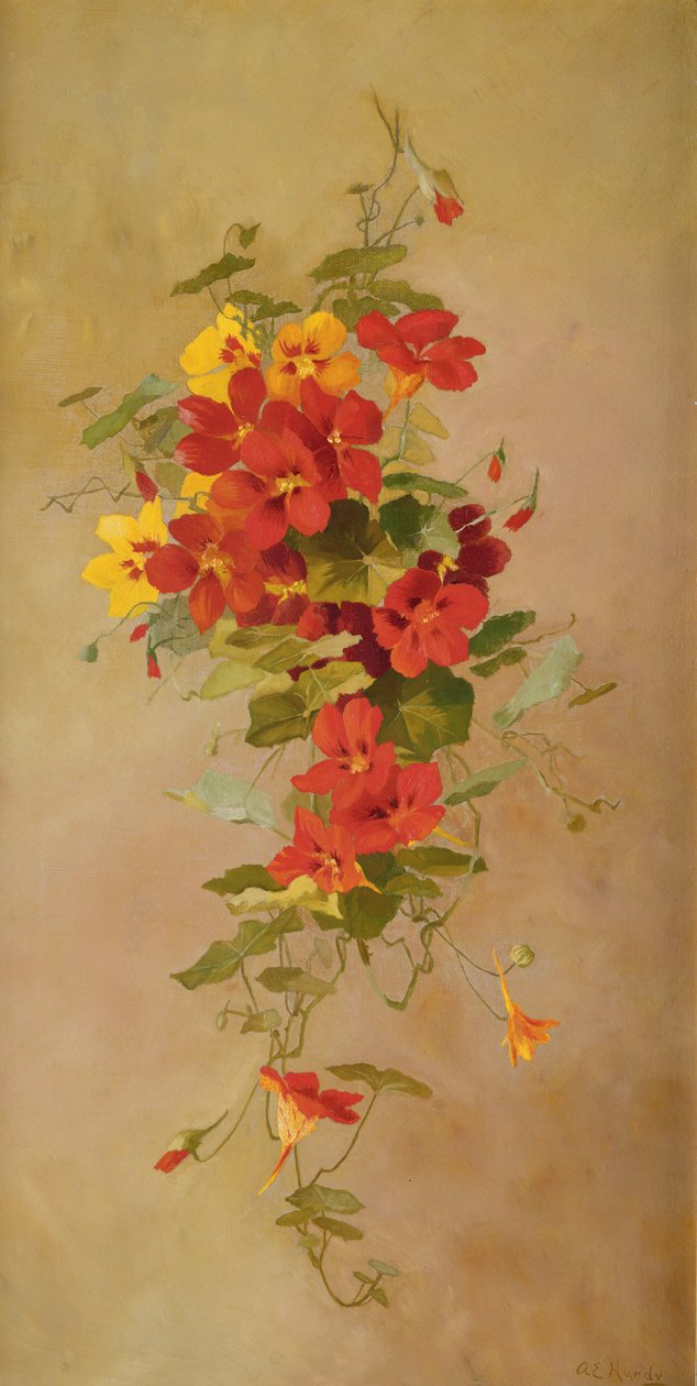Nasturtiums od Anna Eliza Hardy