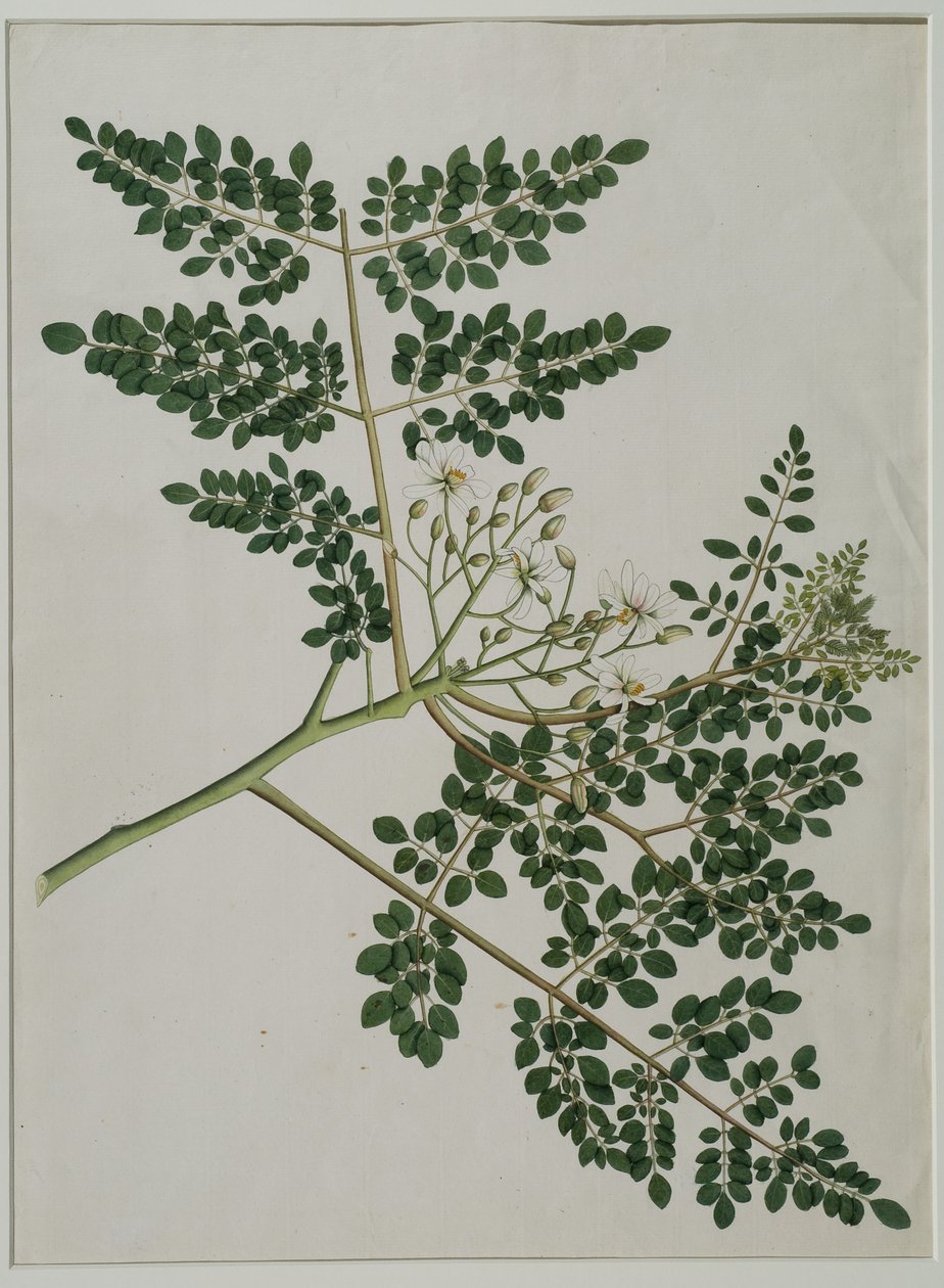Moringa oleifera, nazývaná také křen, nebo palička (akvarel na papíře) od Anna Maria Jones