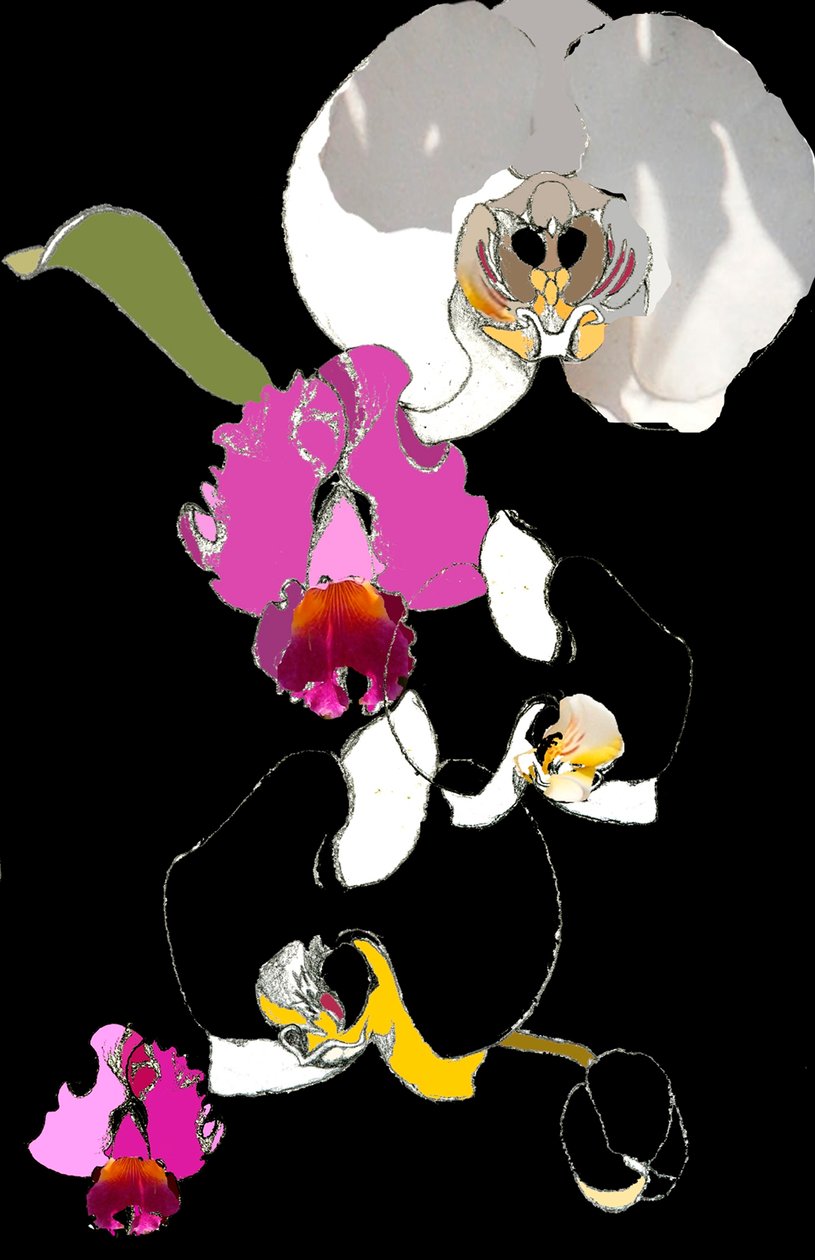 Orchidej od Anna Platts