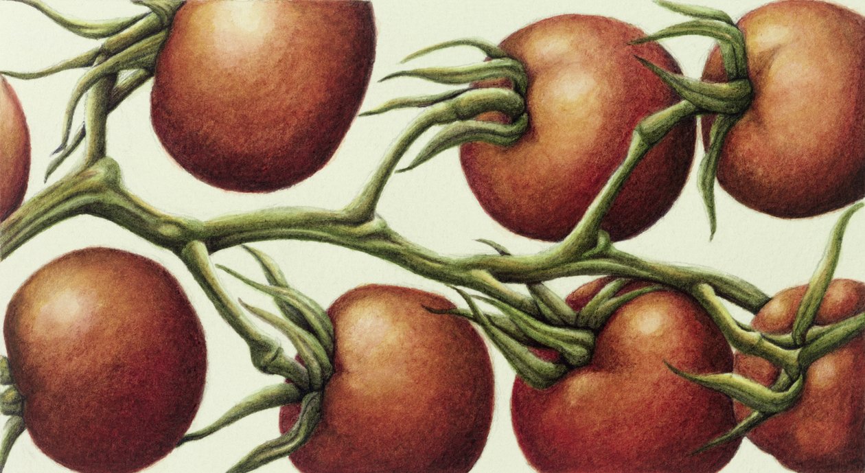Tomato Vine, 1999 (wc na papíře) od Annabel Barrett