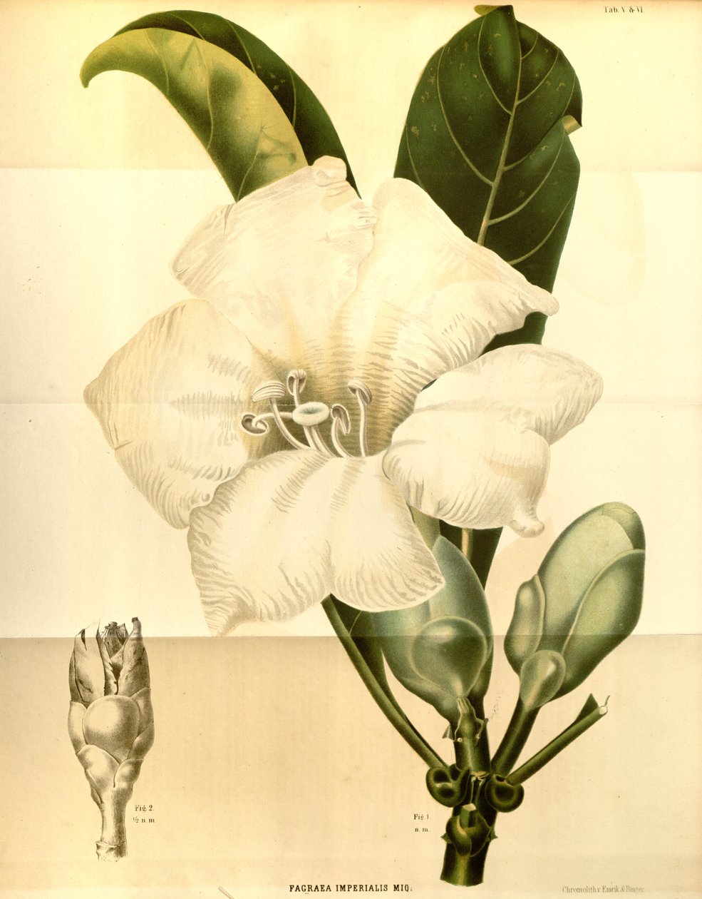 Fagraea imperialis od Annales Musei botanici lugduno batavi