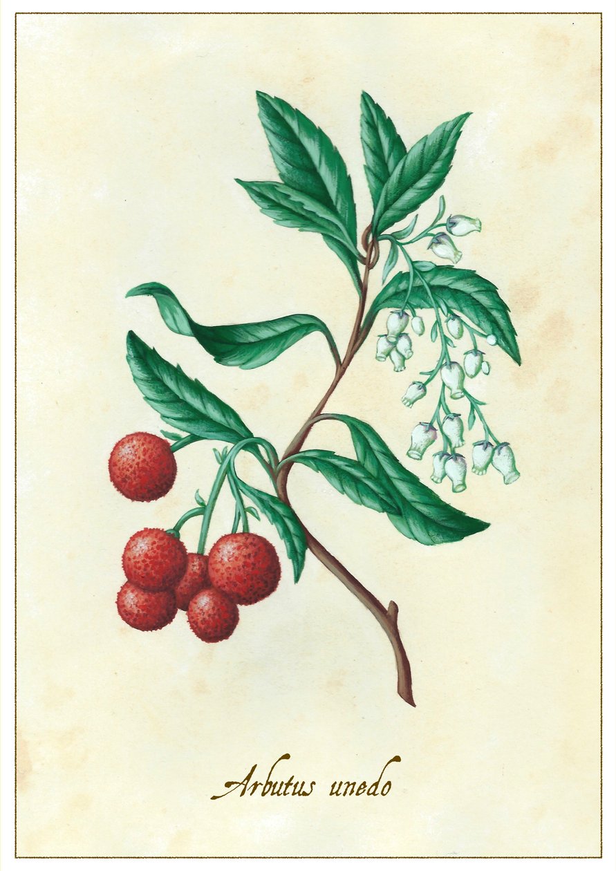 Arbutus unedo, 2015 (kvaš) od Annalisa Morrocco