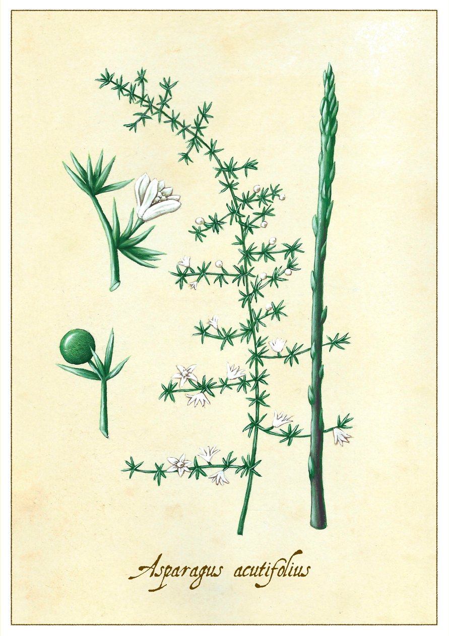 Asparagus acutifolius, 2015 (kvaš) od Annalisa Morrocco