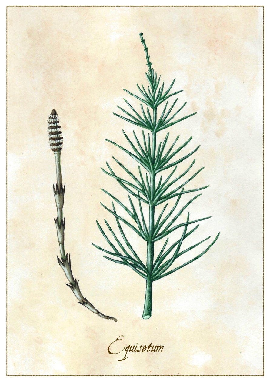 Equisetum, 2015 (kvaš) od Annalisa Morrocco