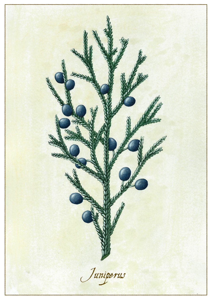 Juniperus, 2015 (kvaš) od Annalisa Morrocco