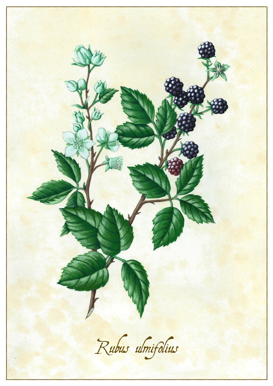 Rubus ulmifolius, 2015 (kvaš) od Annalisa Morrocco
