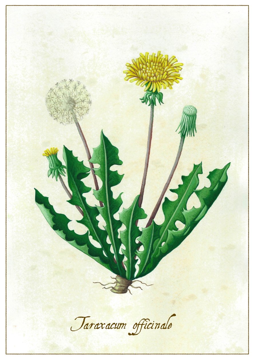 Taraxacum officinale, 2015 (kvaš) od Annalisa Morrocco