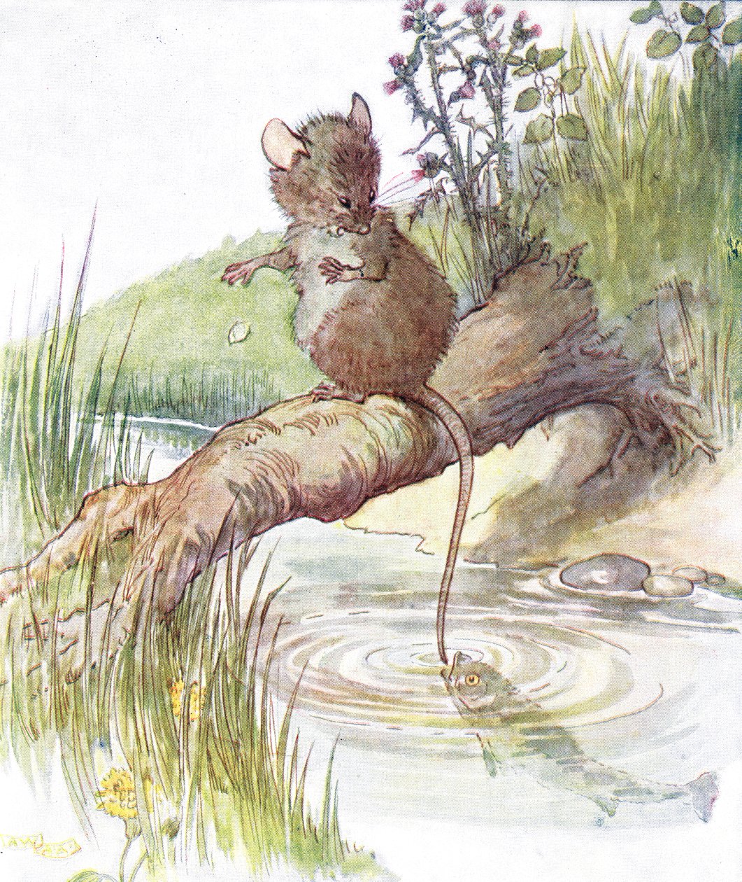 "A fish came along and gave it a sharp nip", ilustrace z knihy "The Mischievious Mousie Book", vydané nakladatelstvím Thomas Nelson und Sons, 20. léta 20. století. od Anne Anderson