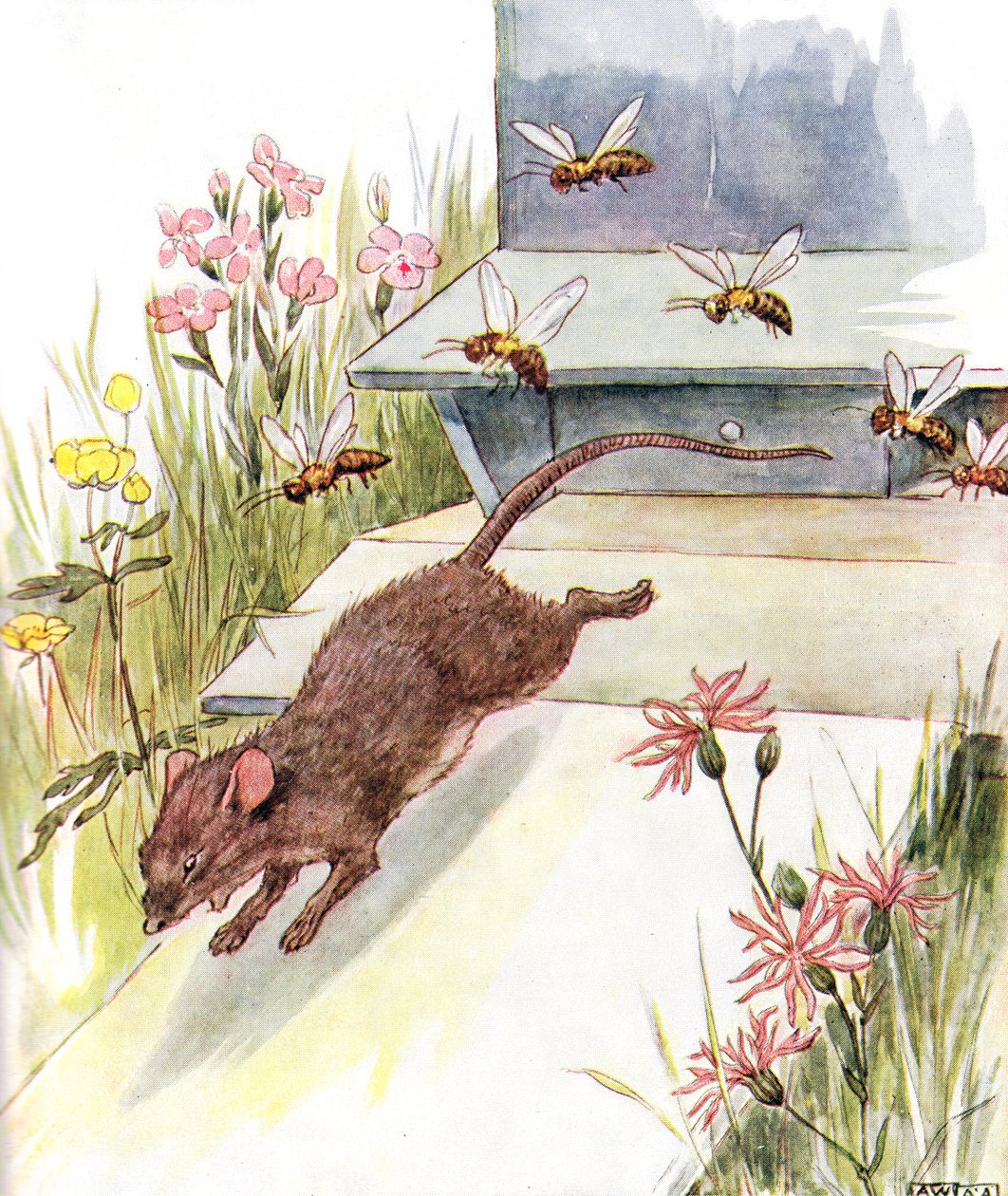 „Vrhli se na mě, bzučeli a bzučeli a snažili se bodnout“, ilustrace z „The Mischievous Mouse Book“, vydané nakladatelstvím Thomas Nelson und Sons, 20. léta od Anne Anderson