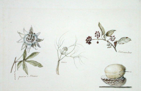 Mučenka, anýz a koriandr od Anne Marguerite Hyde de Neuville