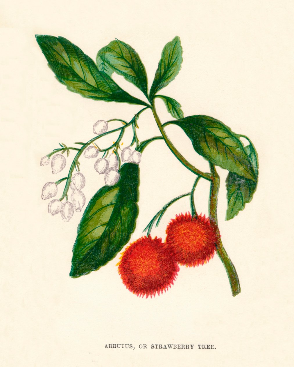 Arbutus neboli jahodový strom, c1891, 1891 od Anne Pratt