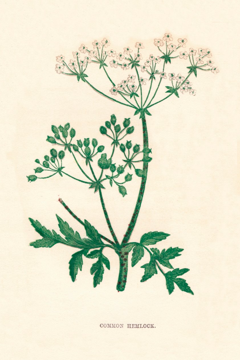 Jedlice obecná, c1891, 1891 od Anne Pratt