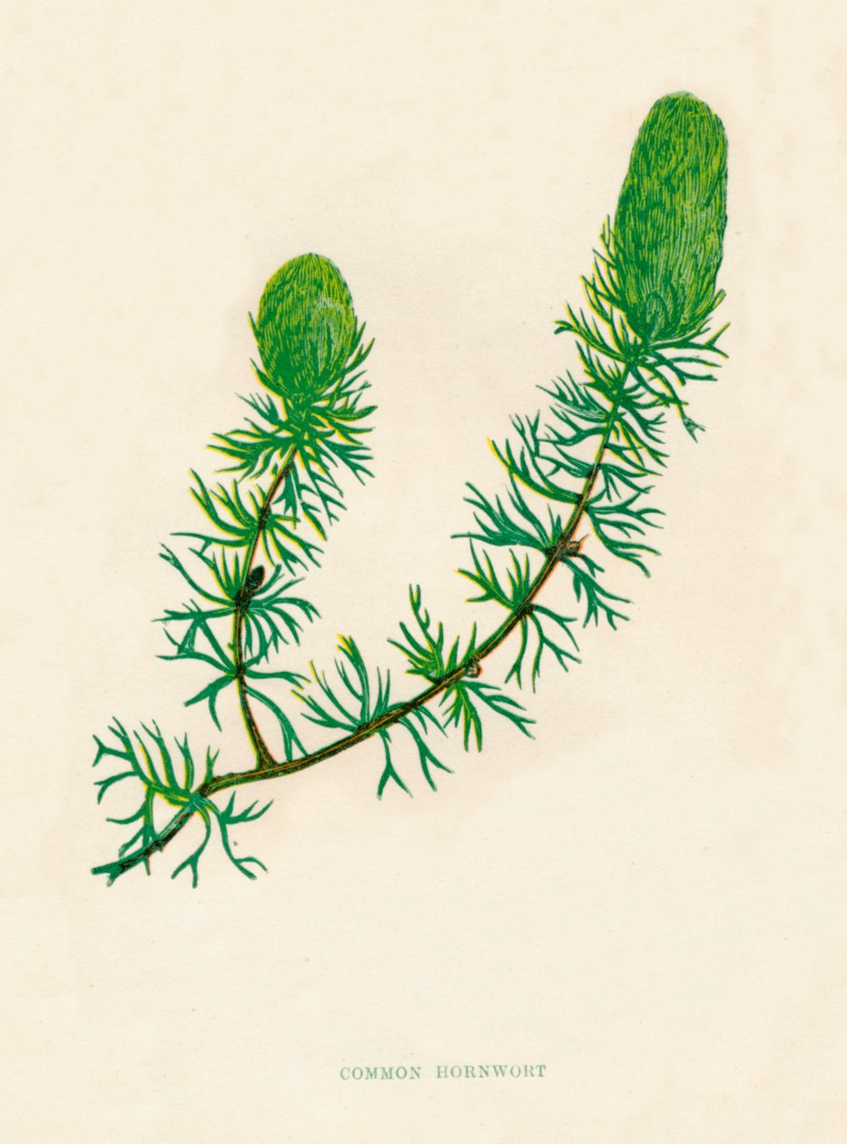 Hornwort obecný, c1891, 1891 od Anne Pratt