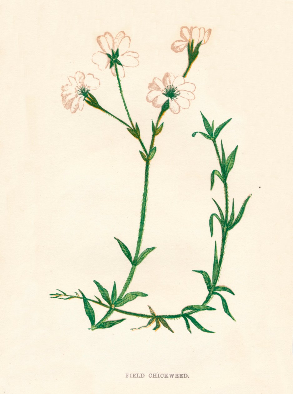 Ptačinec polní, c1891, 1891 od Anne Pratt