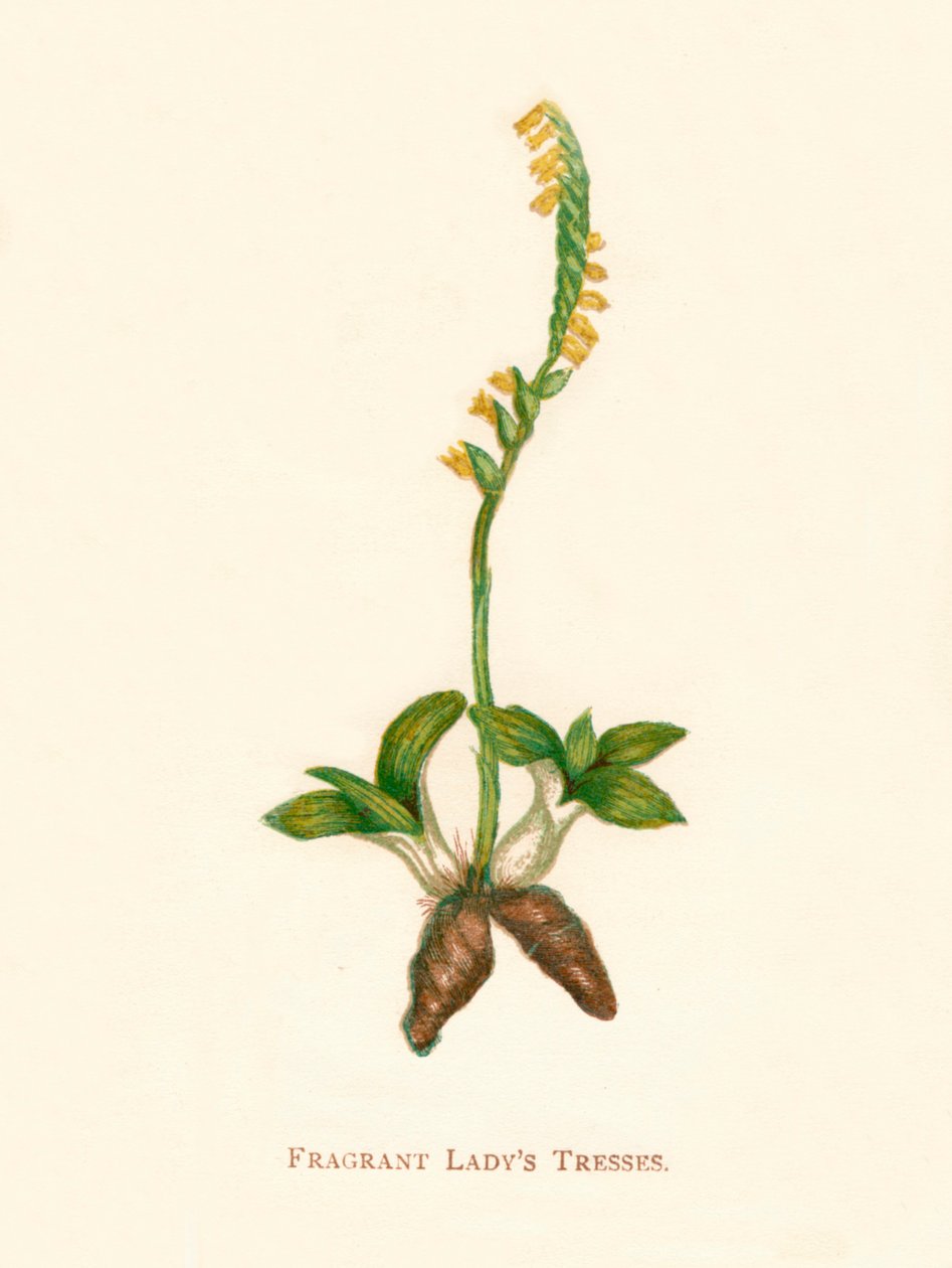 Vonné Ladys Tresses, c1891, 1891 od Anne Pratt