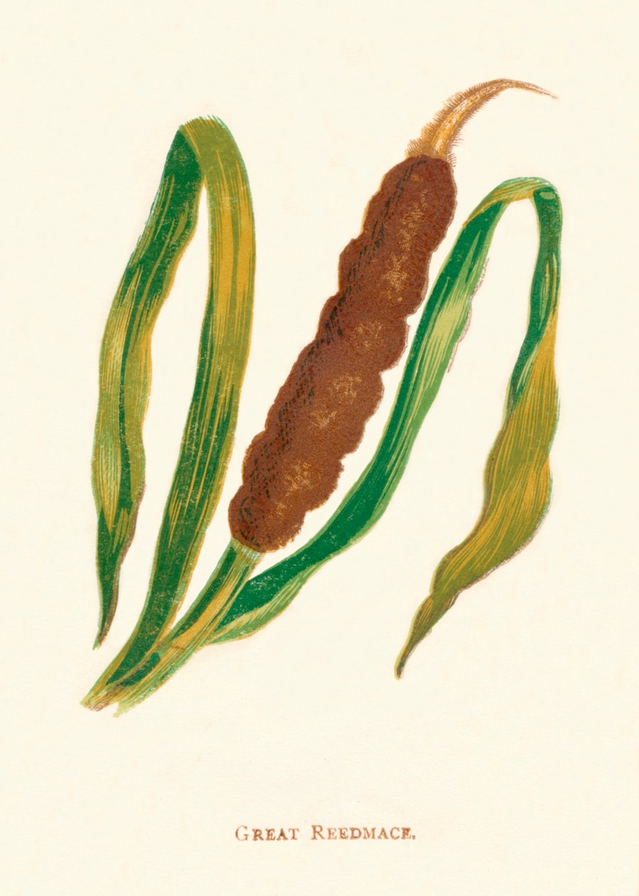 Great Reedmace, c1891, 1891 od Anne Pratt