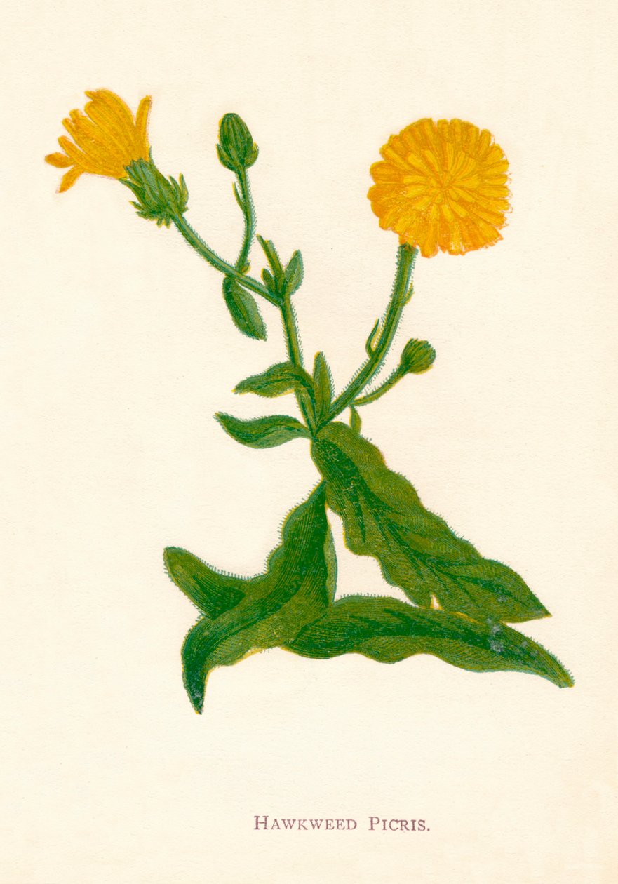 Jestřábník Picris, c1891, 1891 od Anne Pratt