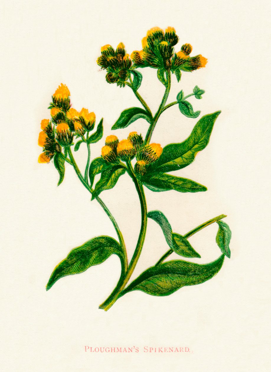 Ploughmans Spikenard, c1891, 1891 od Anne Pratt