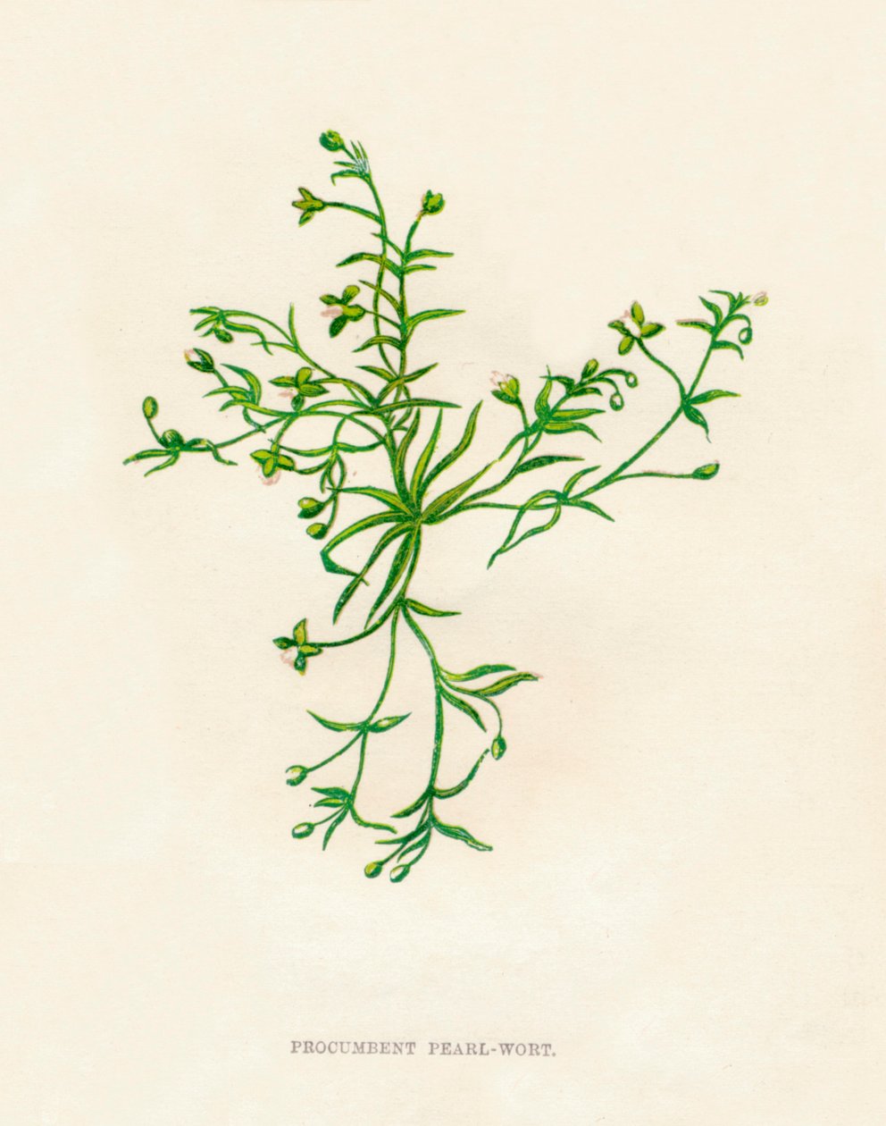 Procumbent Pearl-Wort, c1891, 1891 od Anne Pratt
