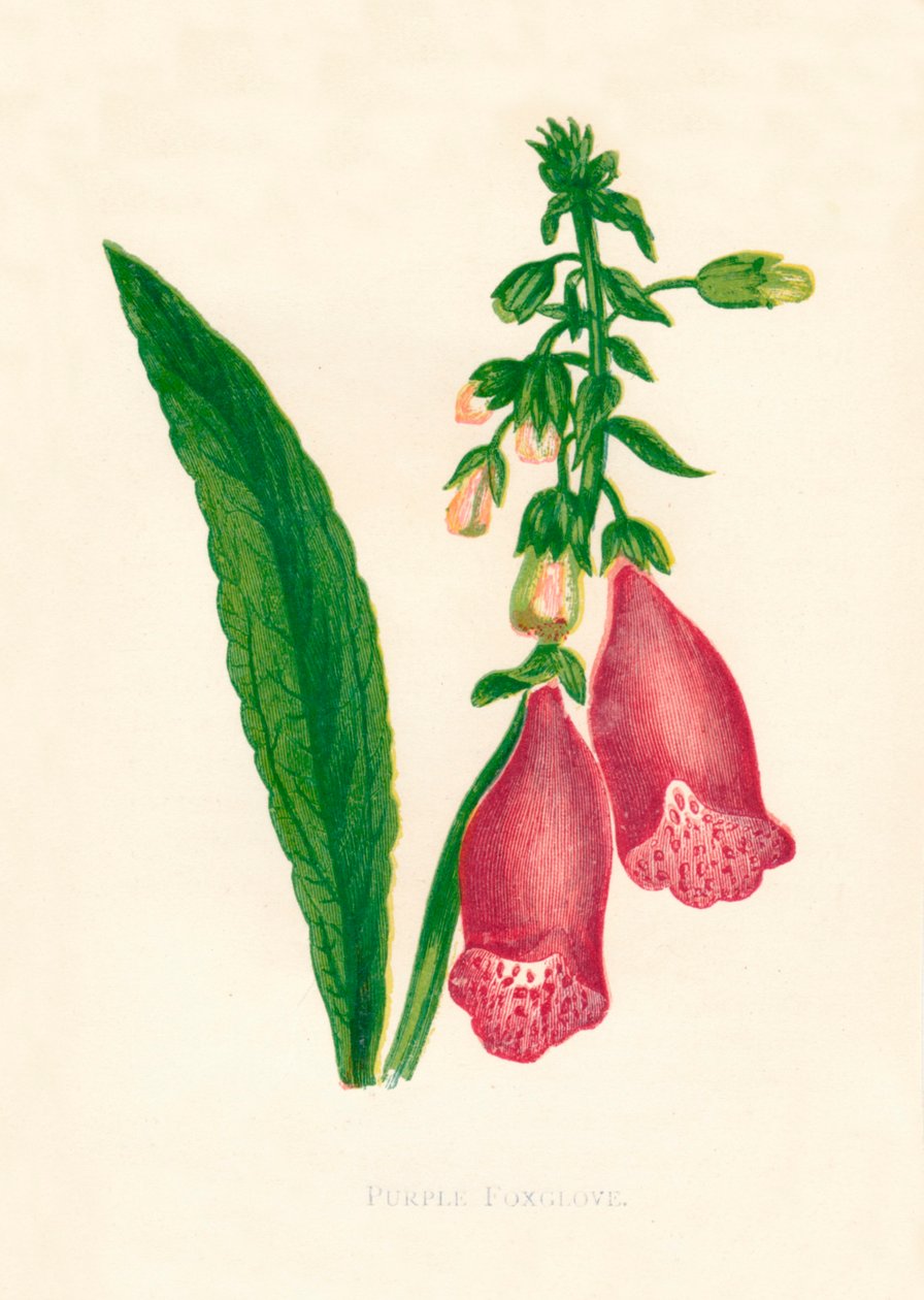 Purple Foxglove, c1891, 1891. od Anne Pratt